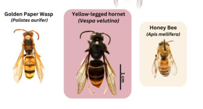 Illustration of paper wasp, yellow-legged hornet, and honey bee